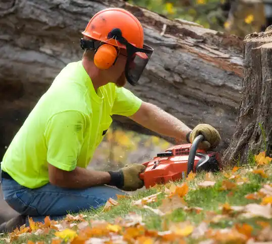 tree services Rogersville